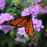 Mariposa Monarca en México