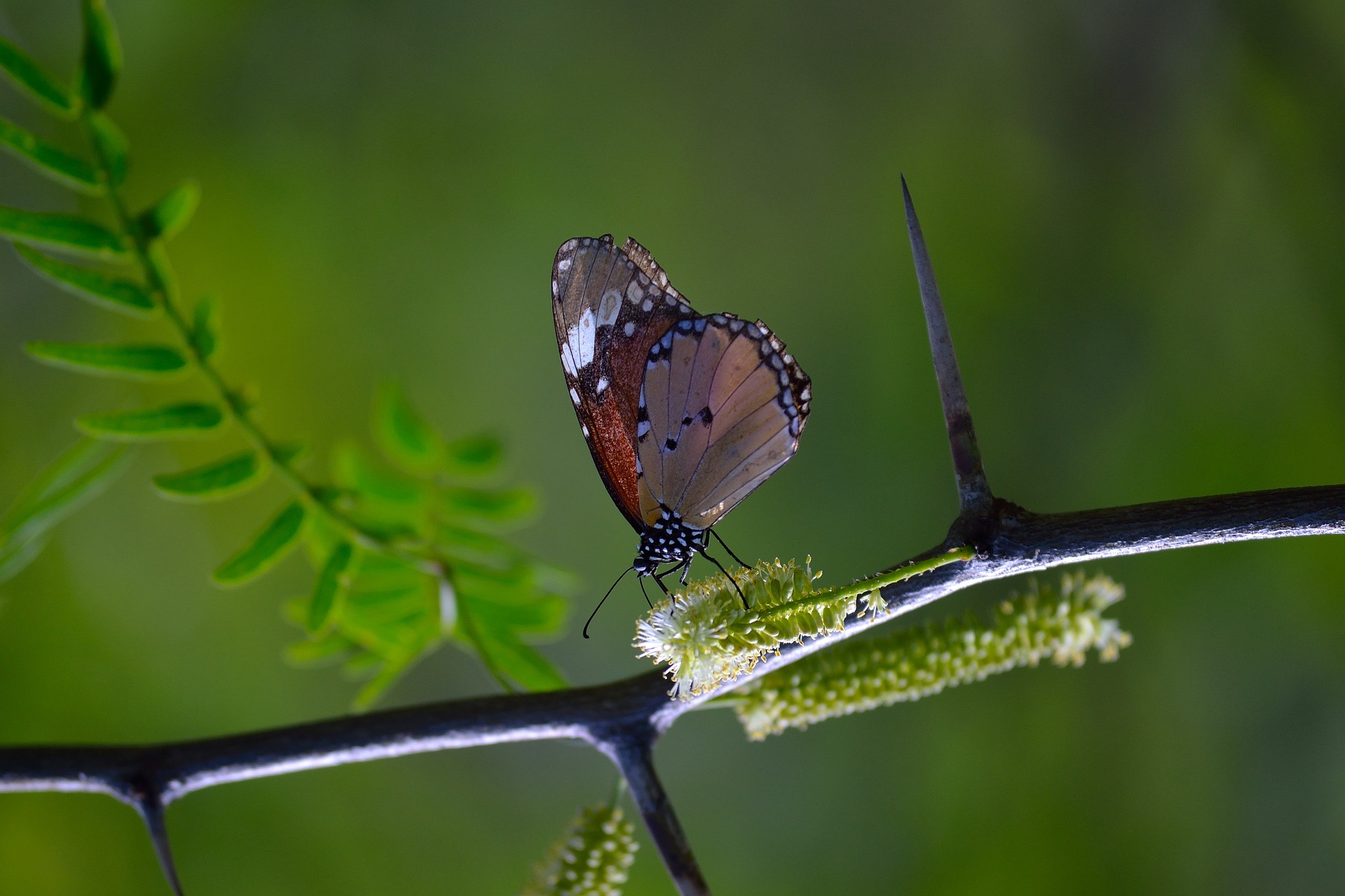 Mariposas Monarcas en rama